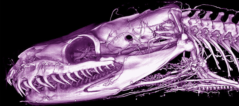 High Contrast Reptile Images Using BriteVu Research Contrast Media