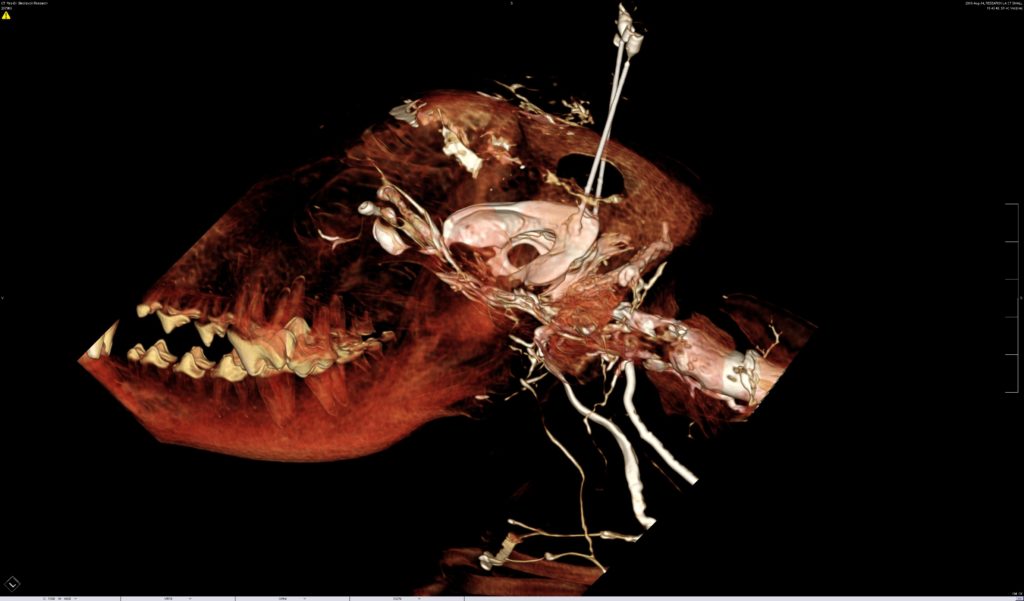 Dog cerebrospinal fluid BriteVu study BriteVu
