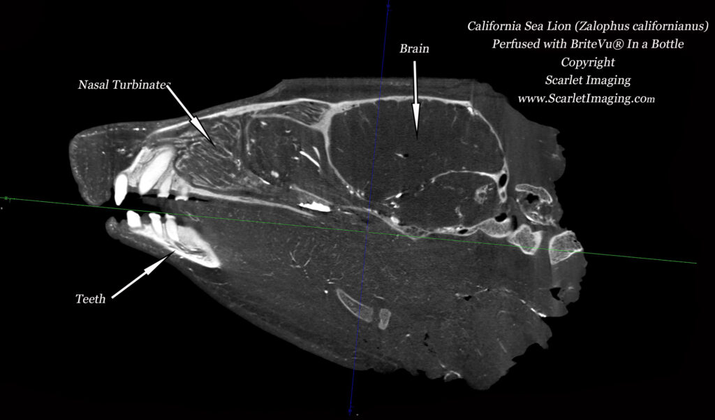 Sagittal image of the sea lion head perfused with BriteVu in a bottle contrast agent.